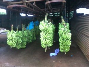 travailler-dans-une-ferme-de-bananes