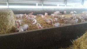 travailler dans une ferme de cochons en australie