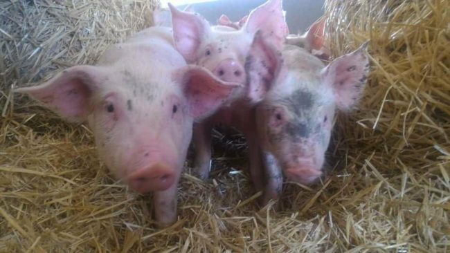 34340980_10215676994574900_1454208989360291840_n