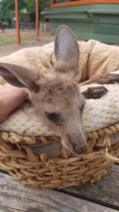 travailler dans le tourisme en australie