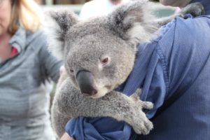 travailler comme guide touristique en australie