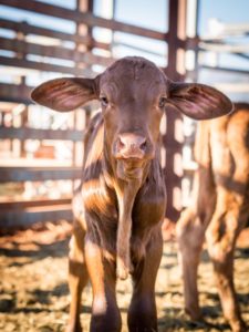 veau australie ranch