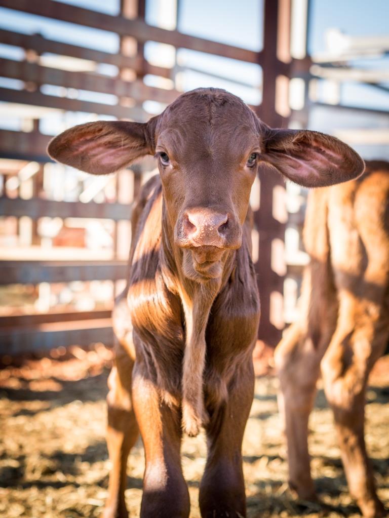 veau australie ranch