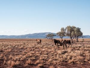 vaches en ranch australie désert