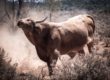 boeuf ranch australie