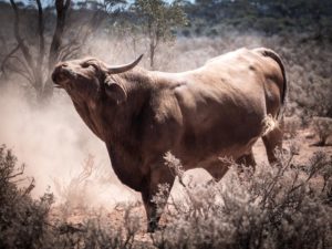 boeuf ranch australie