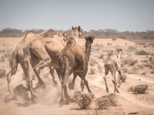 dromadaires australie