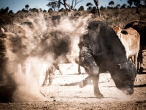 boeuf en train de charger australie