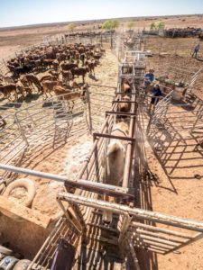 enclos betail australie