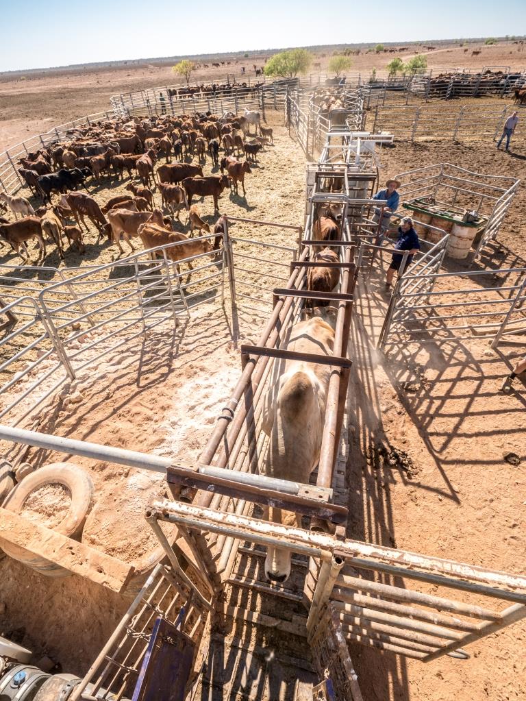Travailler Dans Un Ranch En Australie Travailler En Australie
