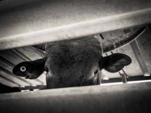 mustering bovin australie