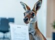 Photo d'un kangourou avec un CV